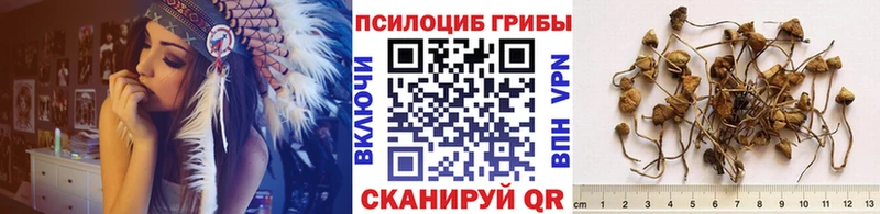 Галлюциногенные грибы Psilocybe  где продают наркотики  Зима 